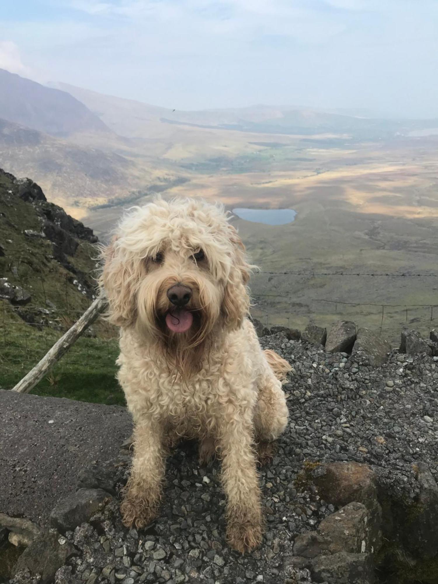 Murphy'S Guesthouse Dingle Zewnętrze zdjęcie